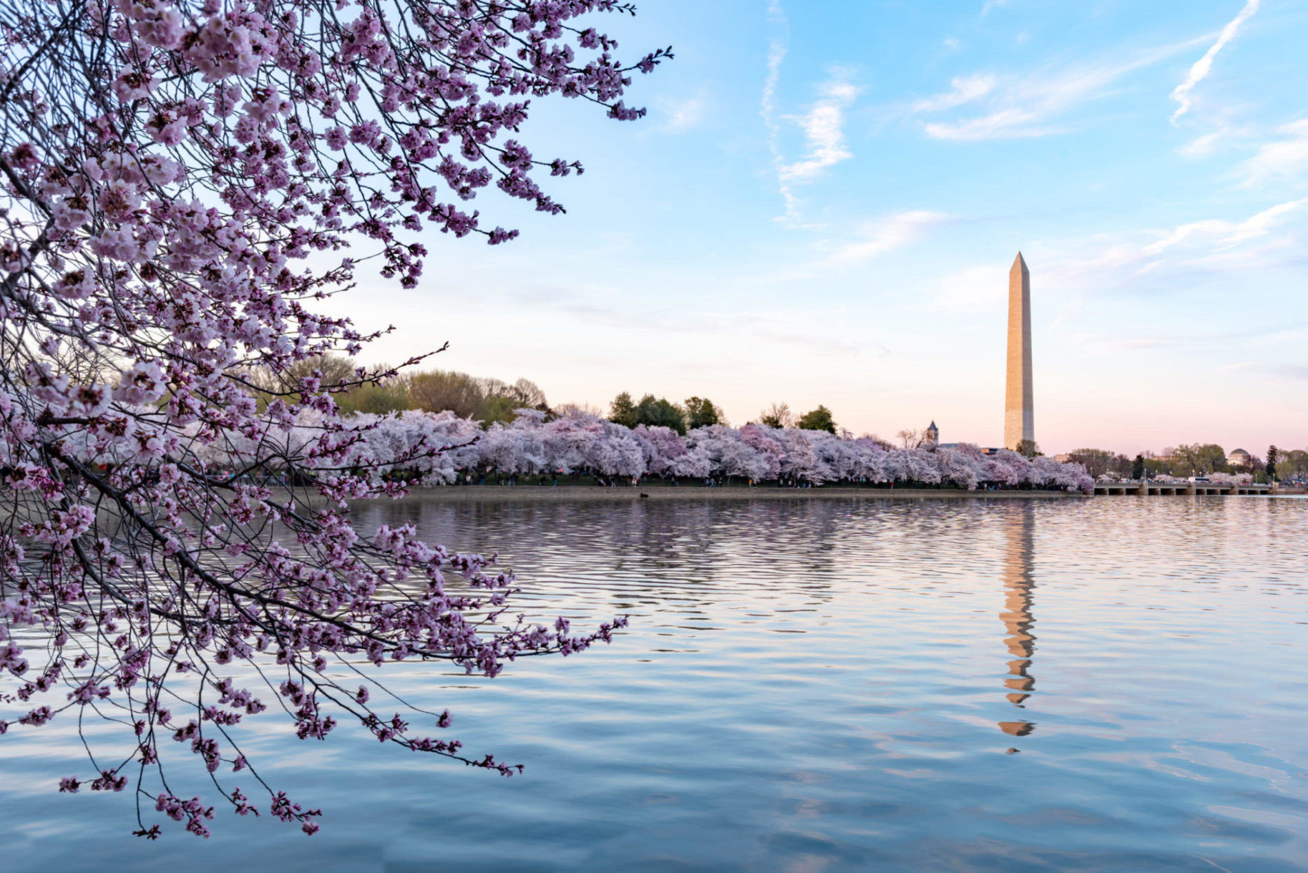 During National Cherry Blossom Festival, Washington Monument in